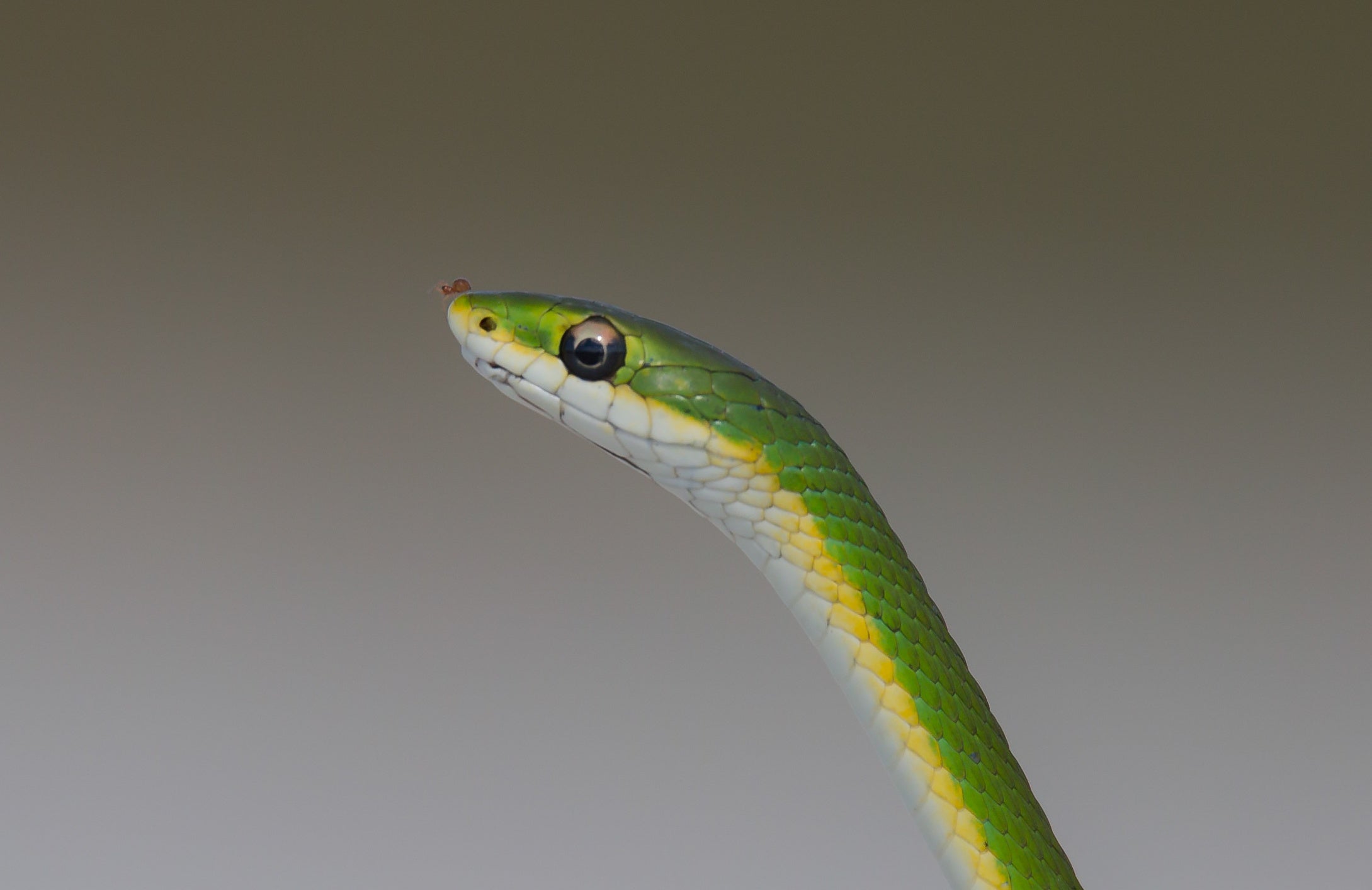 Why Don't Snakes Have Legs? Florida State Parks